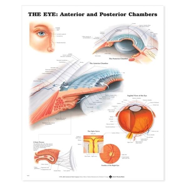 Chart Anatomical Eye Anterior Posterior Chambers 20x26\